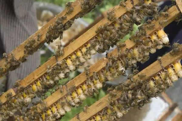 怎樣進行人工育王? 怎樣進行人工育王?