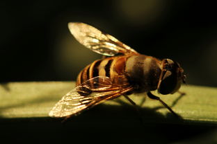 工蜂為什么殺死雄蜂(工蜂拖死雄蜂出箱外是什么原因) 工蜂為什么殺死雄蜂(工蜂拖死雄蜂出箱外是什么原因)