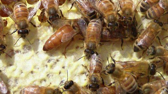 松丹二號的優(yōu)點與缺點（松丹2號雙交種蜜蜂）