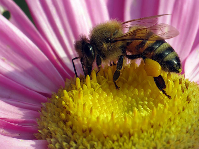 中蜂養(yǎng)殖中的關(guān)王技巧 中蜂養(yǎng)殖中的關(guān)王技巧