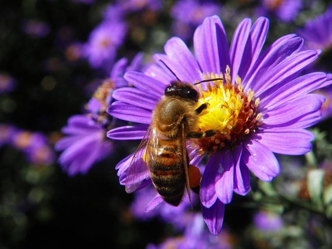 中蜂養(yǎng)殖中的關(guān)王技巧 中蜂養(yǎng)殖中的關(guān)王技巧