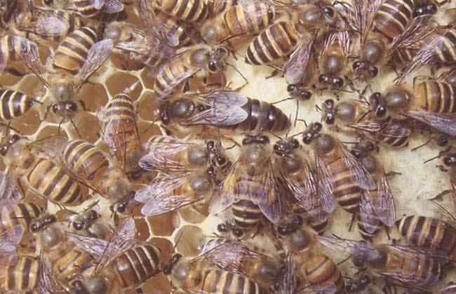 中蜂養(yǎng)殖中的關(guān)王技巧 中蜂養(yǎng)殖中的關(guān)王技巧