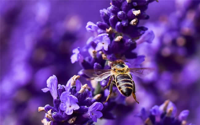 蜜蜂養(yǎng)殖的注意事項有哪些? 蜜蜂養(yǎng)殖注意事項