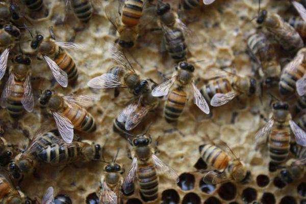 蜜蜂的生活習性有哪些? 蜜蜂的生活習性有哪些?