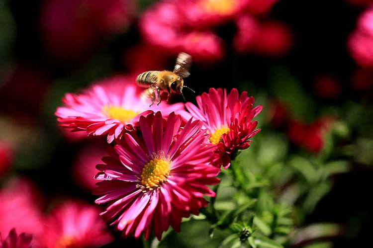 蜜蜂的生活習性有哪些? 蜜蜂的生活習性有哪些?