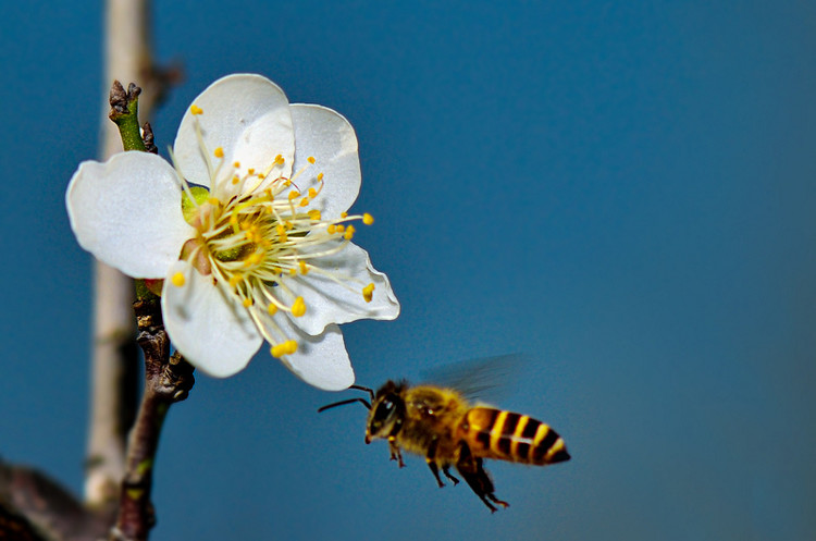 蜜蜂入夏怎么防止斷產? 蜜蜂入夏怎么防止斷產?