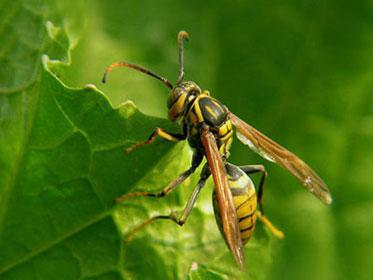 蜂場(chǎng)殘余意蜂收集起來介王可以嗎(養(yǎng)蜂人走后收集散蜂,然后用中蜂王去管理行嗎) 蜂場(chǎng)殘余意蜂收集起來介王可以嗎(養(yǎng)蜂人走后收集散蜂,然后用中蜂王去管理行嗎)