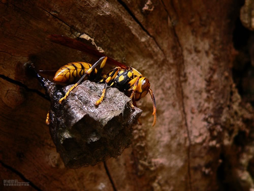 一窩胡蜂(馬蜂)有多少個蜂王?(野生和家養(yǎng)的有差異) 一窩胡蜂(馬蜂)有多少個蜂王?(野生和家養(yǎng)的有差異)