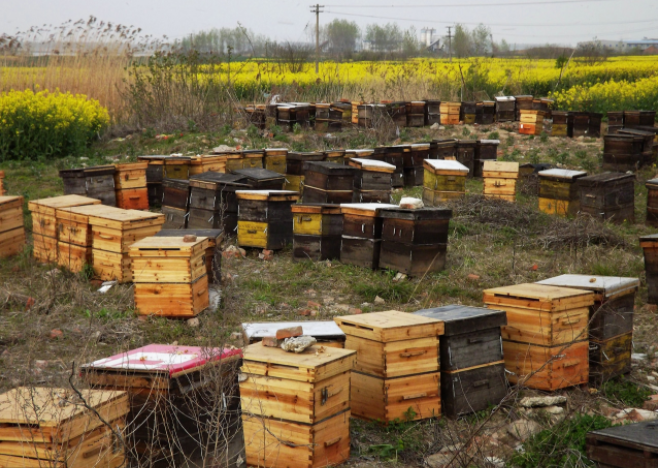 農(nóng)村養(yǎng)蜜蜂能賺錢(qián)嗎(養(yǎng)蜜蜂一年能賺多少錢(qián)) 農(nóng)村養(yǎng)蜜蜂能賺錢(qián)嗎(養(yǎng)蜜蜂一年能賺多少錢(qián))