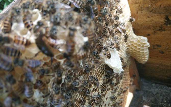 散落的蜜蜂是怎么找到蜂王(怎么從蜂群中找到蜂王) 怎么找到蜂王