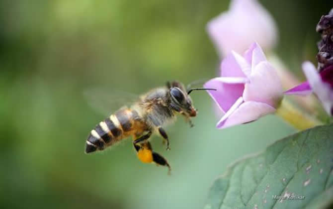 關于蜜蜂的知識 關于蜜蜂的知識
