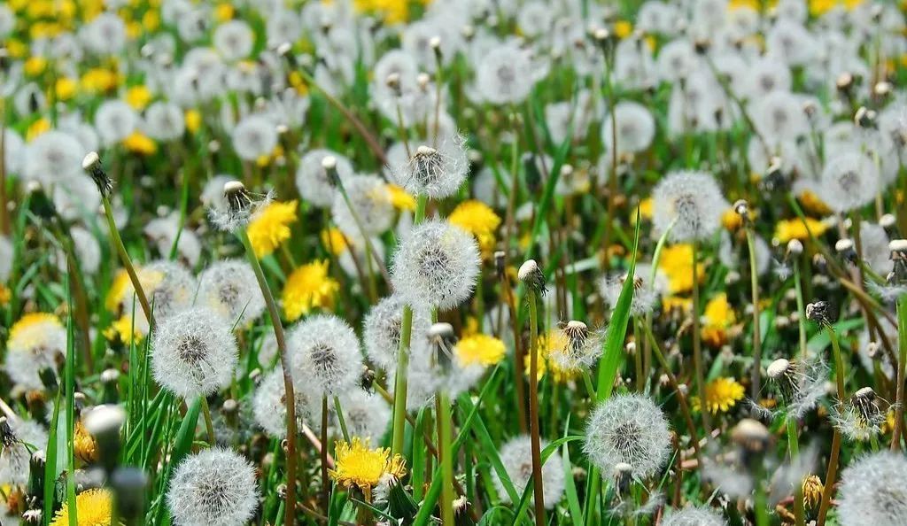 蒲公英開花時間是幾點(蒲公英的功效與作用) 蒲公英開花時間是幾點(蒲公英的功效與作用)