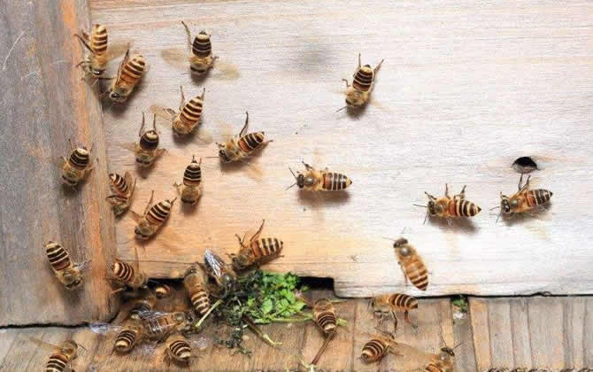 如何治療美洲幼蟲腐臭病? 如何治療美洲幼蟲腐臭病?