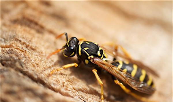 中國毒蜂排名榜(哪些是毒蜂?) 中國毒蜂排名榜(哪些是毒蜂?)