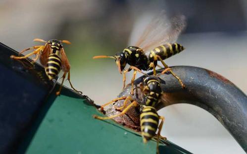 中國毒蜂排名榜(哪些是毒蜂?) 中國毒蜂排名榜(哪些是毒蜂?)