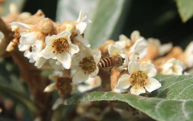 什么是枇杷蜜(枇杷蜜介紹) 什么是枇杷蜜(枇杷蜜介紹)