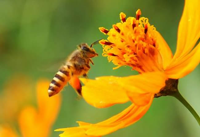 【蜜蜂養殖】投資2萬養蜜蜂利潤多少? 投資2萬養蜜蜂利潤多少?