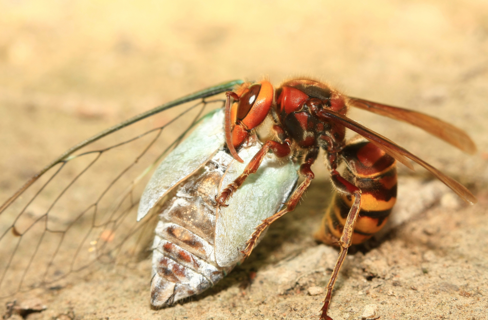 胡蜂飛行速度一小時(shí)多少公里(胡蜂飛行速度是多少) 胡蜂飛行速度一小時(shí)多少公里(胡蜂飛行速度是多少)