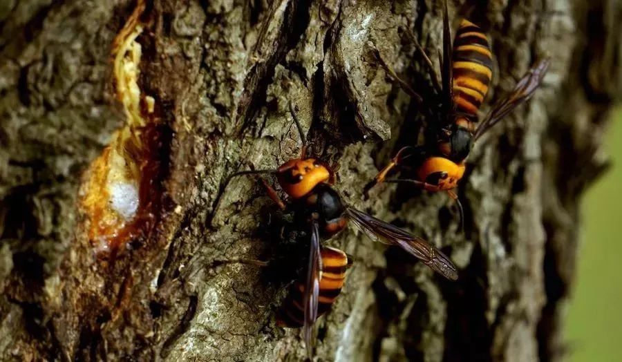 胡蜂飛行速度一小時(shí)多少公里(胡蜂飛行速度是多少) 胡蜂飛行速度一小時(shí)多少公里(胡蜂飛行速度是多少)