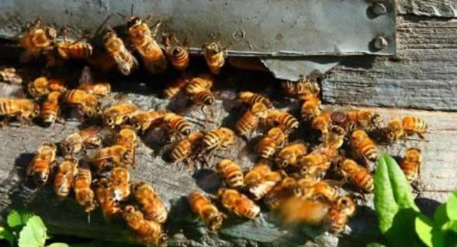 【蜜蜂知識】如何進行人工分蜂？