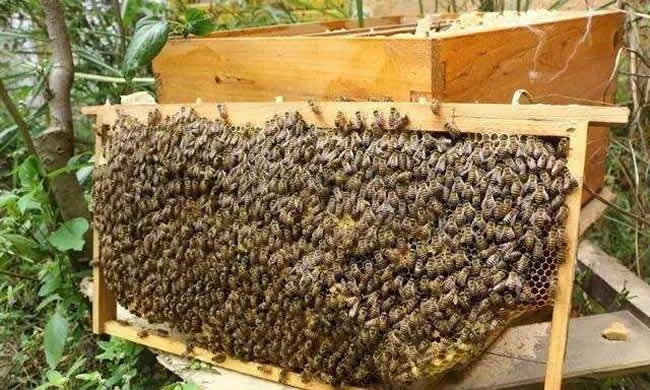 【蜜蜂知識】如何進行人工分蜂？