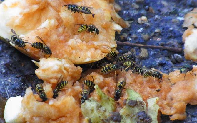 馬蜂和蜜蜂最直接的區(qū)別 馬蜂和蜜蜂最直接的區(qū)別