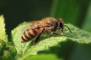 懶人養蜂養意蜂好還是中蜂好(新手養意蜂最好還是養中蜂最好) 懶人養蜂養意蜂好還是中蜂好(新手養意蜂最好還是養中蜂最好)