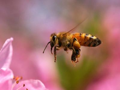 蜜型蜂王有哪些(蜜型蜂王的特性) 蜜型蜂王有哪些(蜜型蜂王的特性)