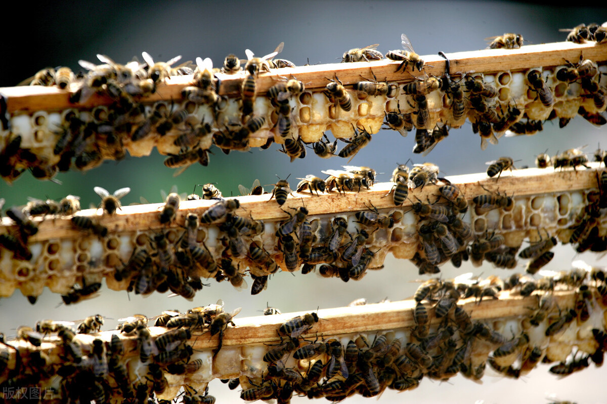 工蜂咬隔王片是什么情況(工蜂咬破封蓋蜂王臺,自己在里面產卵) 工蜂咬隔王片是什么情況(工蜂咬破封蓋蜂王臺,自己在里面產卵)