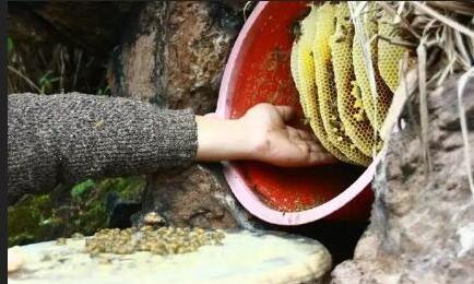 虎頭蜂誘蜂水配方（虎頭蜂誘蜂水怎么制作）