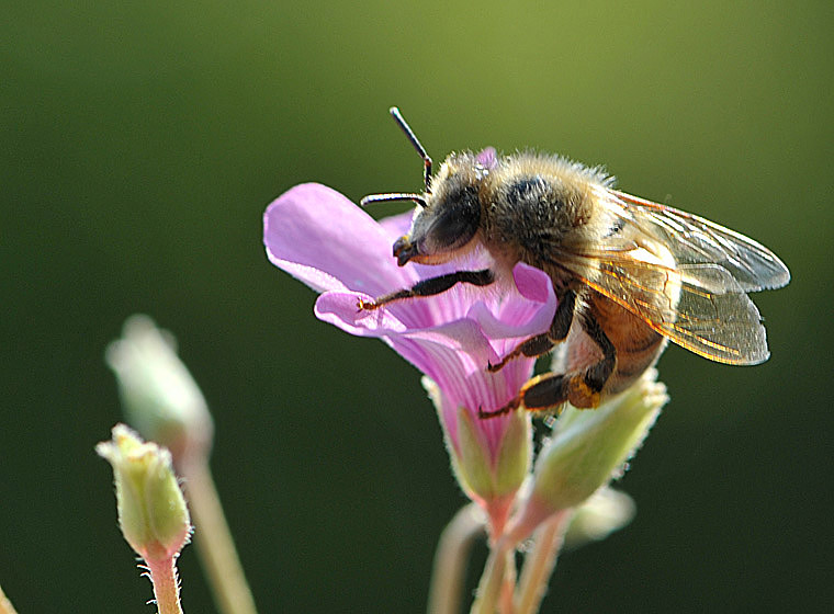 【蜜蜂知識】蜜蜂有幾條腿和翅膀? 【蜜蜂知識】蜜蜂有幾條腿和翅膀?