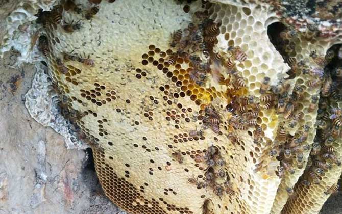 蜜蜂蜂巢是怎樣建出來(lái)的(蜂巢是怎么筑成的) 蜜蜂蜂巢是怎樣建出來(lái)的(蜂巢是怎么筑成的)