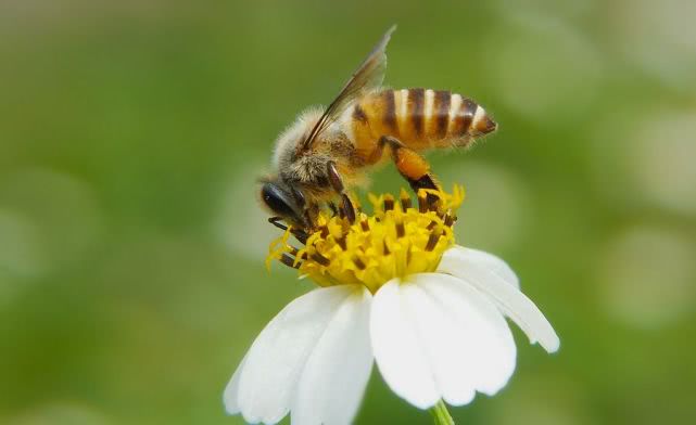 中蜜一號與松丹一號那個采蜜好(中蜜一號和松丹一號哪個好) 中蜜一號與松丹一號那個采蜜好(中蜜一號和松丹一號哪個好)