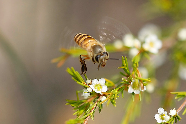 狗屎蜂毒性大嗎(被蜜蜂蟄了怎么辦) 狗屎蜂毒性大嗎(被蜜蜂蟄了怎么辦)