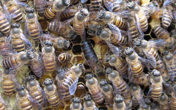 阿壩中蜂淘寶購買怎樣(阿壩中蜂原種如何購買) 阿壩中蜂淘寶購買怎樣(阿壩中蜂原種如何購買)