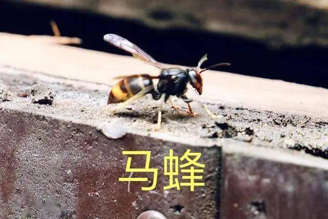 人工養(yǎng)殖馬蜂喂什么食物(大馬蜂過冬要拿什么東西喂養(yǎng)) 人工養(yǎng)殖馬蜂喂什么食物(大馬蜂過冬要拿什么東西喂養(yǎng))