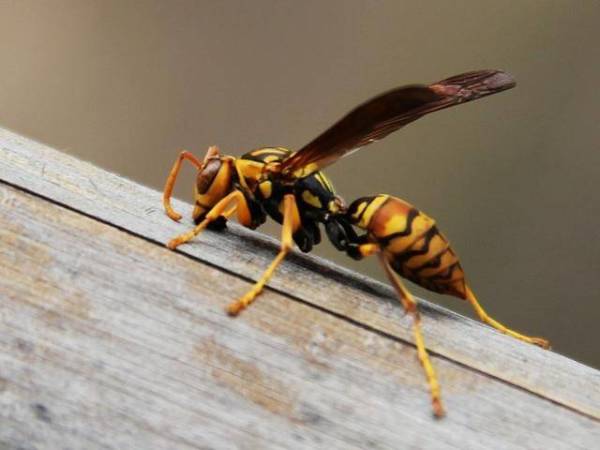 人工養(yǎng)殖馬蜂喂什么食物(大馬蜂過冬要拿什么東西喂養(yǎng)) 人工養(yǎng)殖馬蜂喂什么食物(大馬蜂過冬要拿什么東西喂養(yǎng))