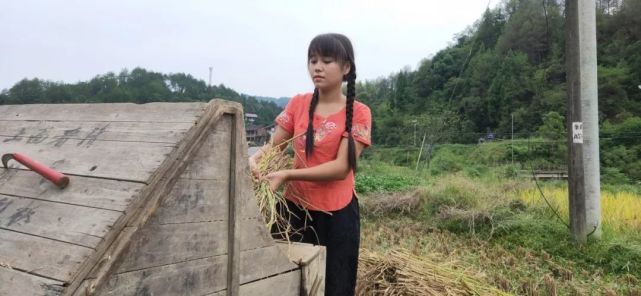 95后“村姑”靠直播插秧當上網紅(犁田、插秧、打鐵,真農活界“十項全能”)