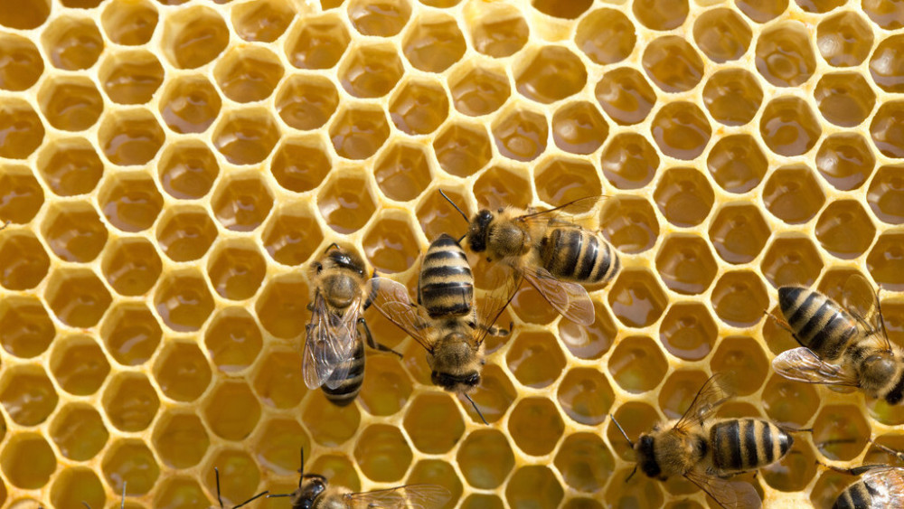 巢礎(chǔ)是用什么做的(加巢礎(chǔ)的正確方法) 巢礎(chǔ)是用什么做的(加巢礎(chǔ)的正確方法)