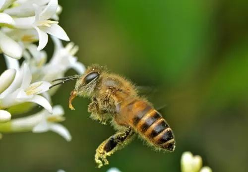 白山6號蜂王好不好（白山6號蜂王優(yōu)缺點）