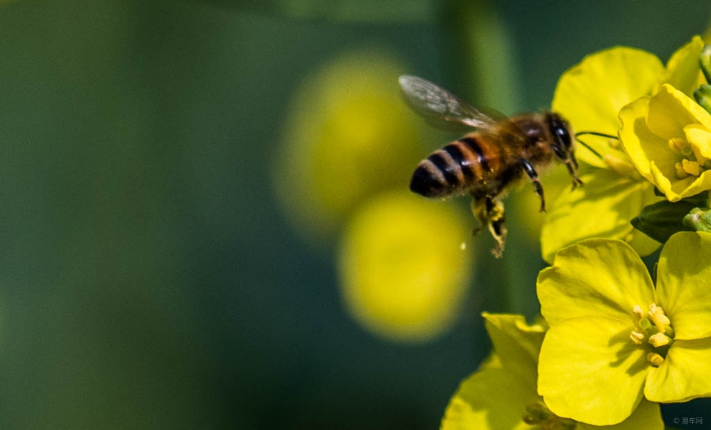 白山6號蜂王好不好（白山6號蜂王優(yōu)缺點）