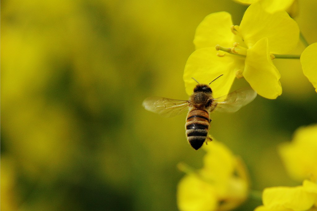 如何評估蜜蜂養殖規模（蜜蜂飼養規模與產值效益調查分析）