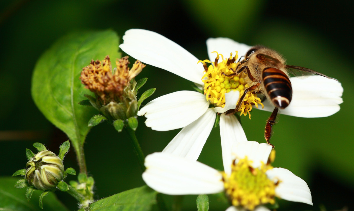 定地蜜蜂養殖入門知識(養殖蜜蜂的基本知識) 定地蜜蜂養殖入門知識(養殖蜜蜂的基本知識)