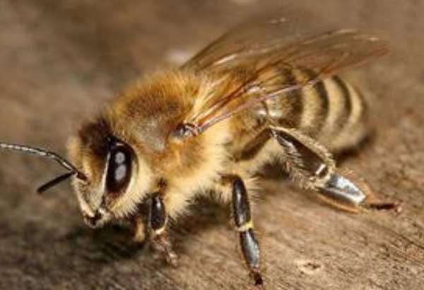 馬蜂俺不怕殺蟲劑(用什么殺蟲劑噴馬蜂最有效) 馬蜂俺不怕殺蟲劑(用什么殺蟲劑噴馬蜂最有效)