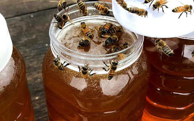 荔枝蜜花期多少天(荔枝蜜的產(chǎn)地分布) 荔枝蜜花期多少天(荔枝蜜的產(chǎn)地分布)