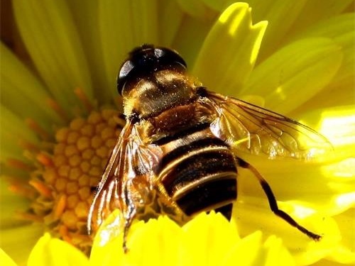 誘著蜜蜂當天能合群嗎(蜜蜂白天可以合群嗎) 誘著蜜蜂當天能合群嗎(蜜蜂白天可以合群嗎)