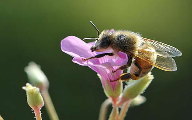 新手養蜂 新手養蜂