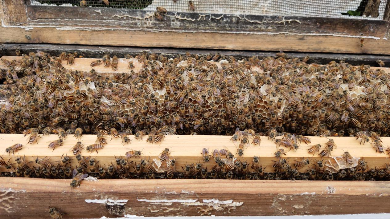 大流蜜期一般是什么時候(大流蜜期多久搖一次蜜) 大流蜜期一般是什么時候(大流蜜期多久搖一次蜜)