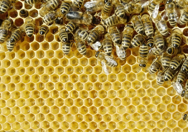 塑料巢礎(chǔ)好用嗎(塑料巢礎(chǔ)的優(yōu)缺點(diǎn)) 塑料巢礎(chǔ)好用嗎(塑料巢礎(chǔ)的優(yōu)缺點(diǎn))