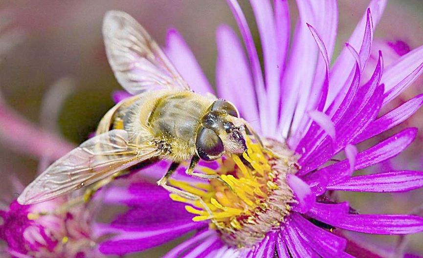 蜜蜂美洲幼蟲病如何防治？